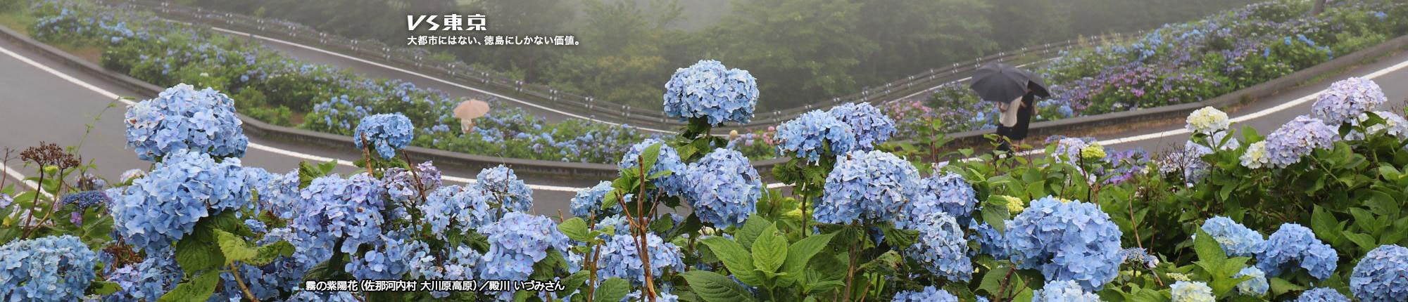 VS東京 大都市にはない、徳島にしかない価値。霧の紫陽花(佐那河内村 大川原高原) 撮影 殿川 いづみさん
