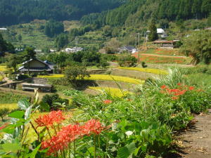 農村風景 上勝棚田