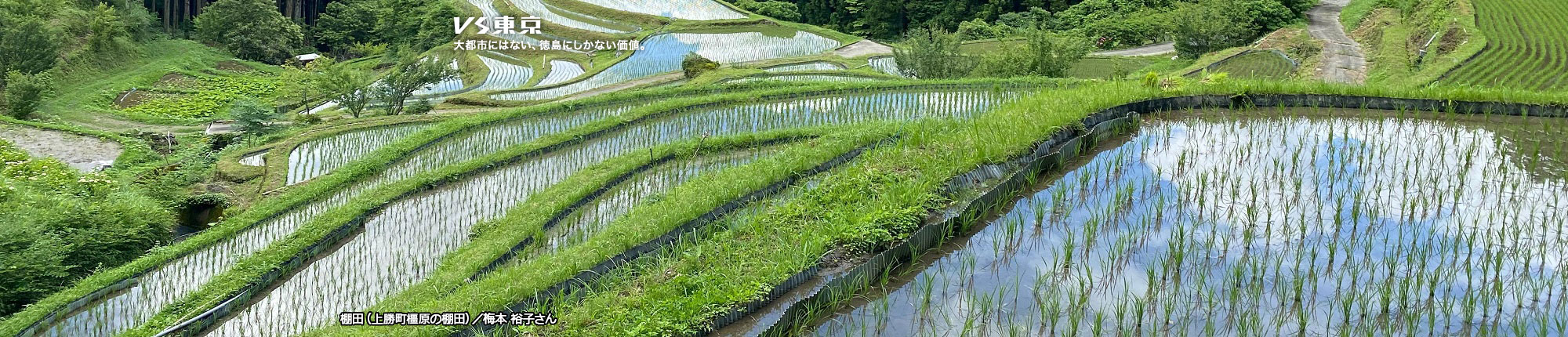VS東京 大都市にはない、徳島にしかない価値。棚田（上勝町橿原の棚田）撮影 梅本 裕子さん