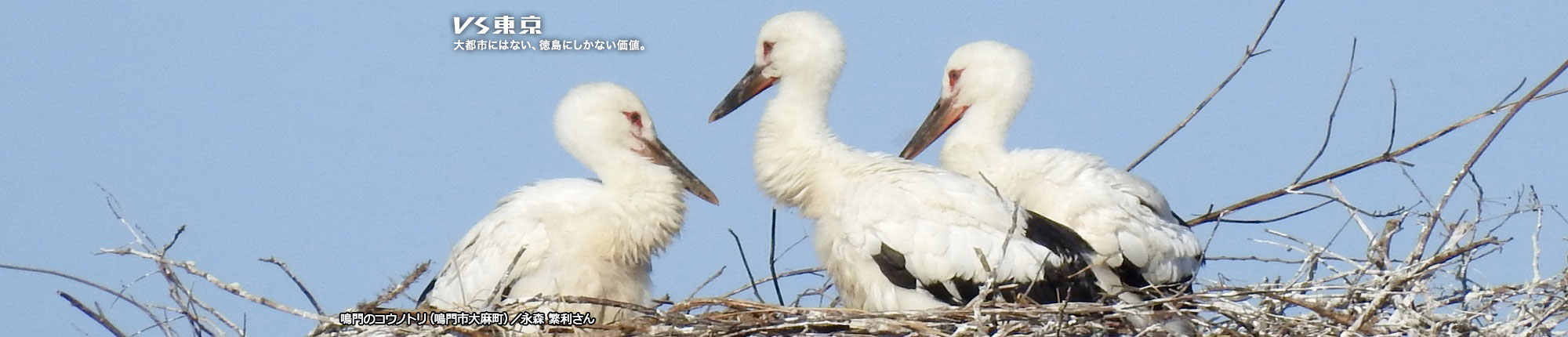 VS東京 大都市にはない、徳島にしかない価値。鳴門のコウノトリ（鳴門市大麻町）撮影 永森 繁利さん