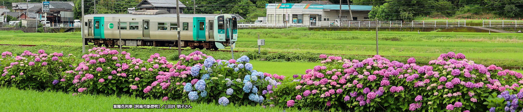 紫陽花列車（阿南市新野町）撮影 上田井 明子さん