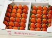 生産物（いちご・アポロベリー）