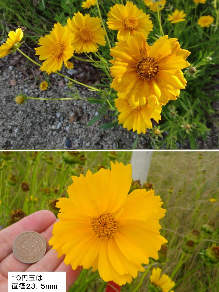 花の近景。10円玉（直径23.5mm）と比較すると、花の直径は10円玉2～3個分程になる