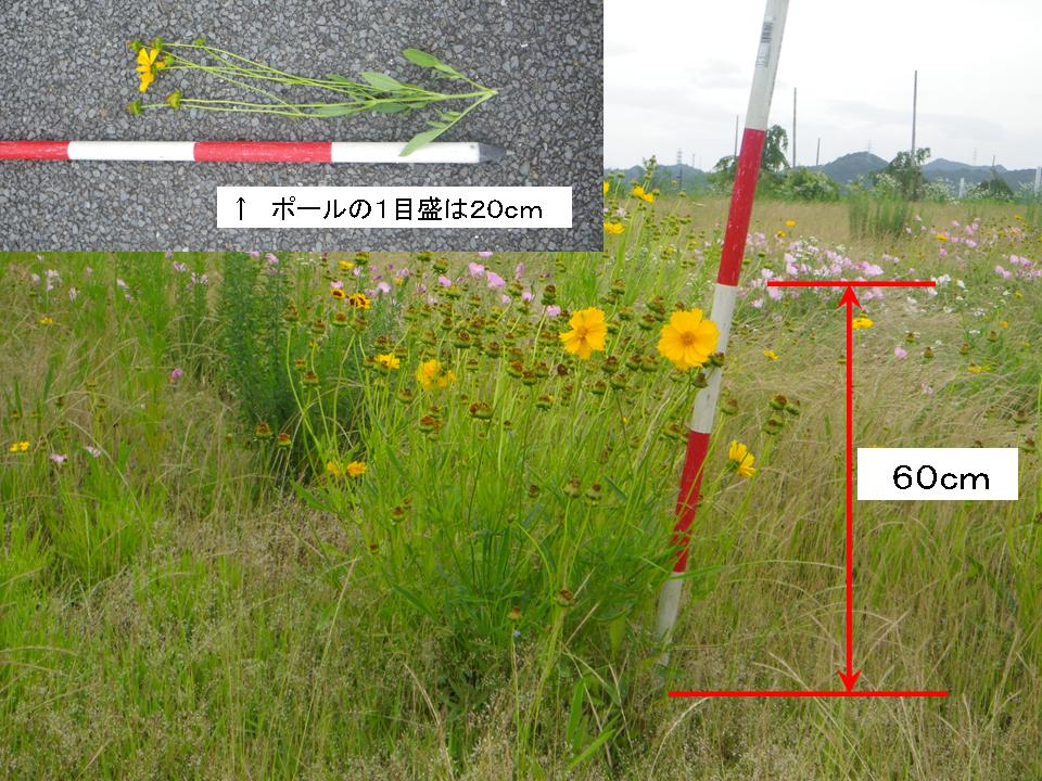 測量ポール（1目盛20cm）と比較すると、このオオキンケイギクの草丈は2.5～3目盛（50cm～60cm）程になる。