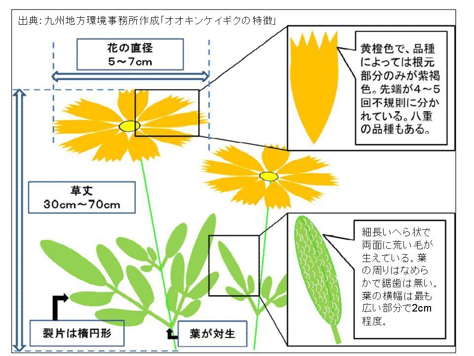 出典：九州地方環境事務所作成「オオキンケイギクの特徴」