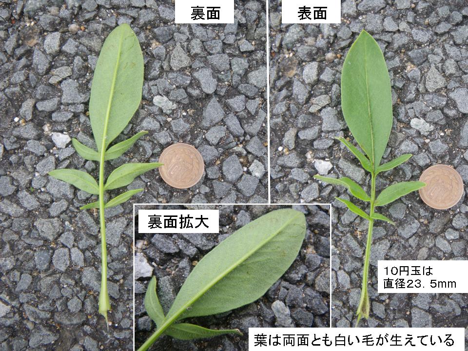 葉の表裏面の写真。葉は両面とも白い毛が生えている。奇数羽状複葉であり、細長いへら状の葉を10円玉（直径23.5mm）と比較すると側小葉は10円玉と同程度、頂小葉は10円玉3個分程になる。