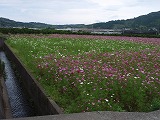 今山休耕田