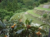 与川内の棚田