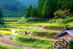 picture Kashihara Terraced Paddy Field