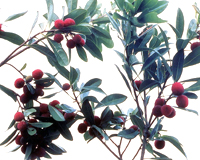 Der Präfekturbaum Myrica rubra