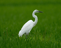 Der Präfekturvogel, ein Silberreiher