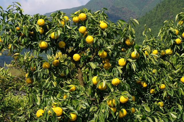 Yuzu Zitrusfrüchte kurz vor der Ernte (Foto)