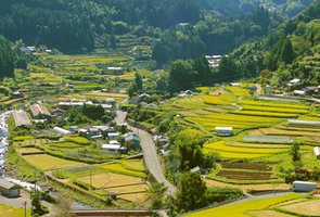 picture Ohira and Dohira Terraced Paddy Fields