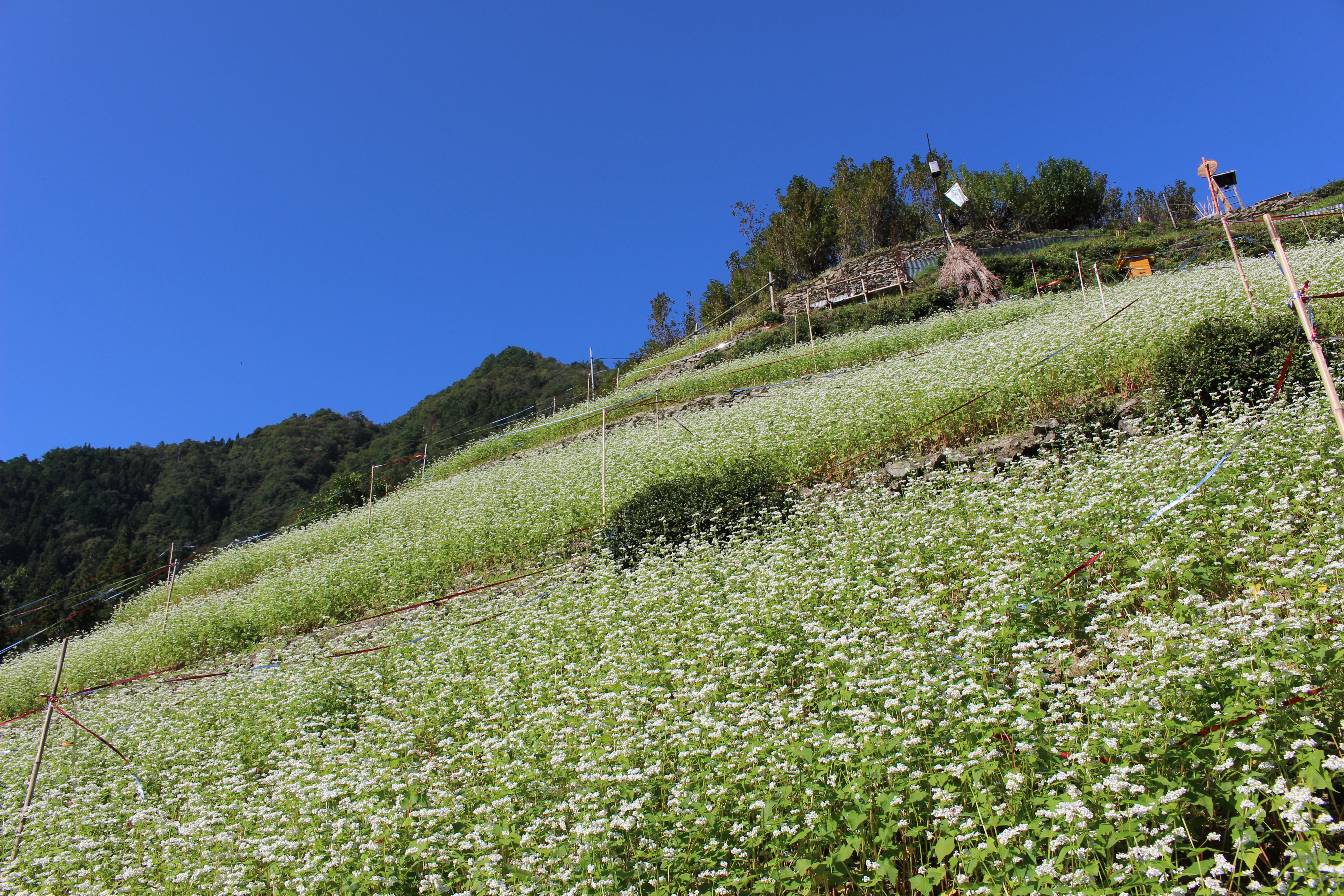 Buckwheat