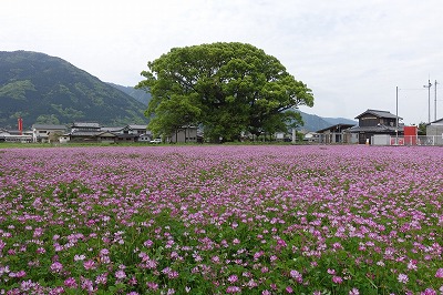 加茂の大クス周辺