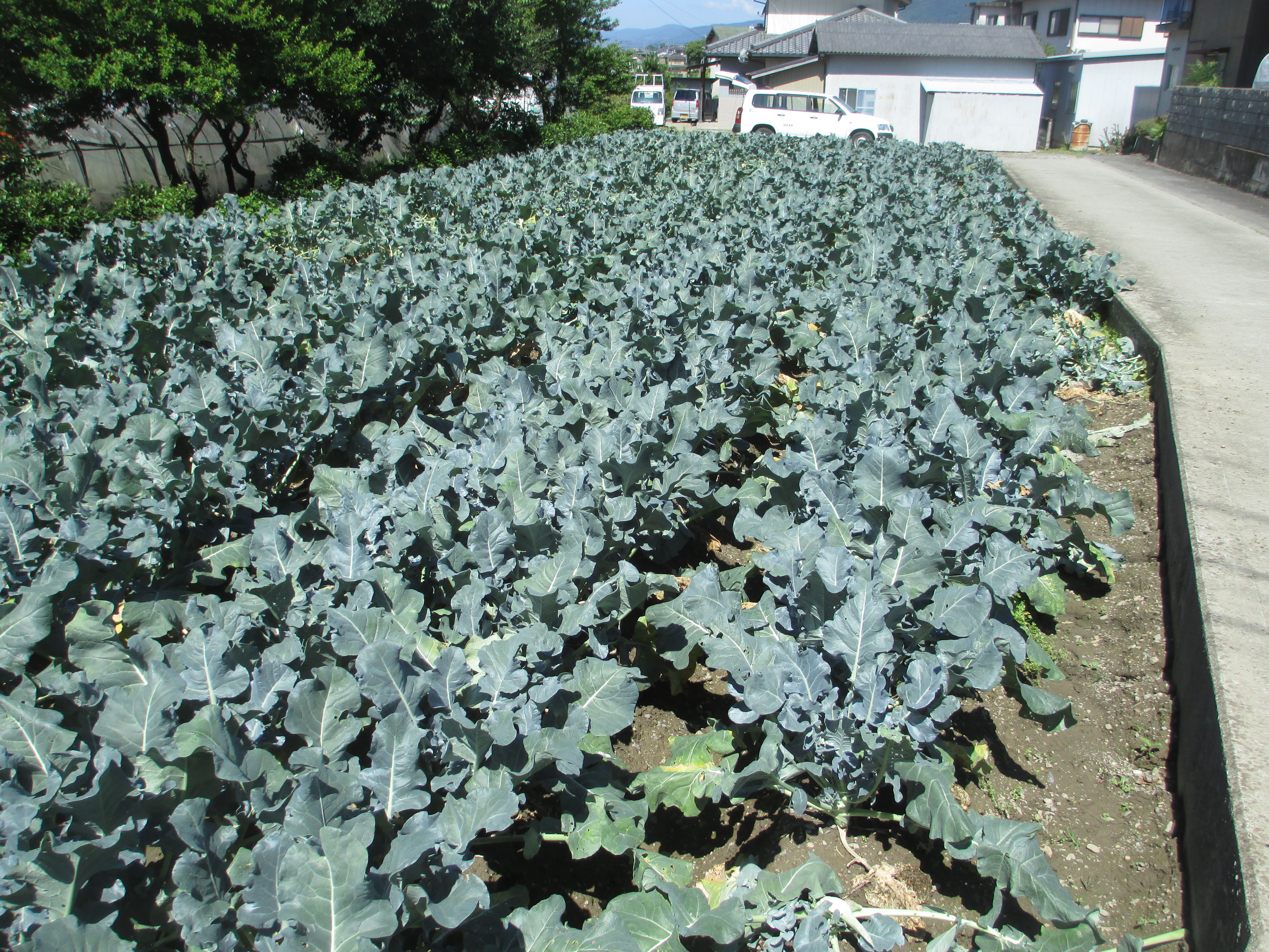 美馬市，つるぎ町でブロッコリーを栽培してます。主に平坦部の水田で栽培されています。秋冬野菜の主要な品目で、近年栽培が増加しています。産地では冬～春の時期に安定して出荷できる品種が求められています。