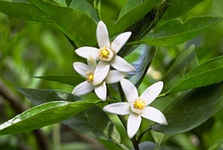 【徳島県の花「スダチの花」】の画像