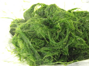 Farmed Green Laver