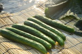 Cucumber