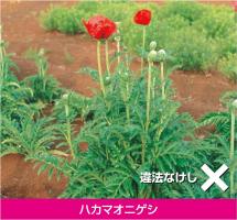 ハカマオニゲシ