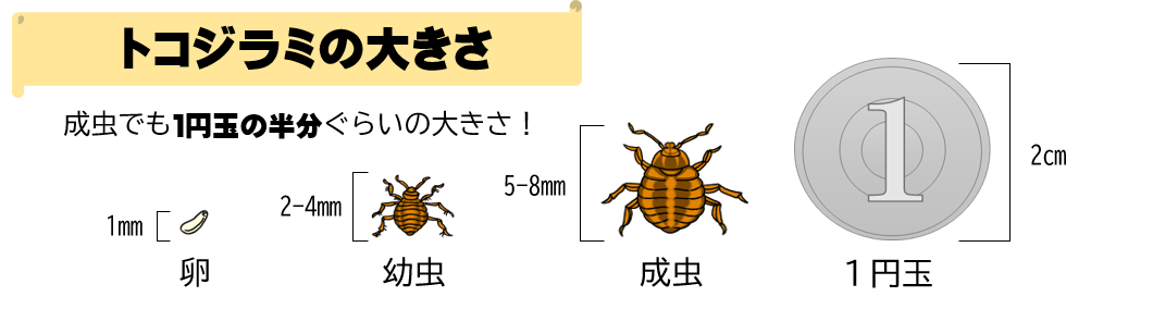 トコジラミの大きさ。成虫でも1円玉の半分ぐらいの大きさ！卵は1mm、幼虫は2～4mm、成虫は5～8mm、1円玉は2cm