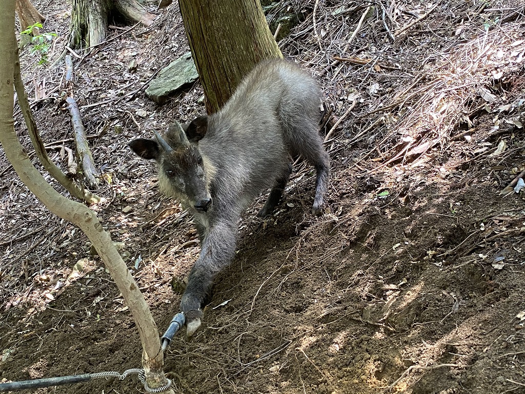 カモシカ