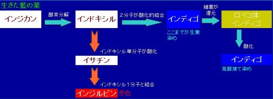 藍・染色の化学の画像