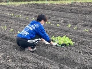 定植作業