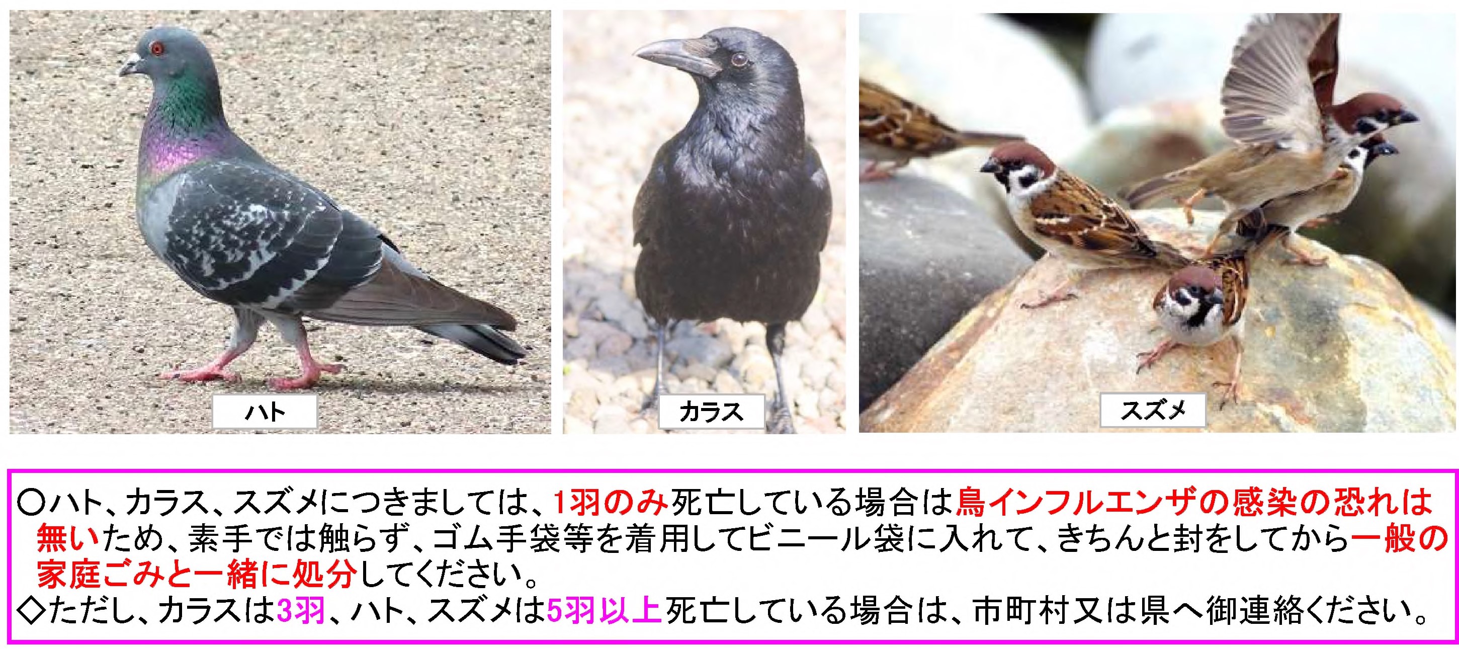 ○ハト、カラス、スズメにつきましては、1羽のみ死亡している場合は鳥インフルエンザの感染の恐れは
 無いため、素手では触らず、ゴム手袋等を着用してビニール袋に入れて、きちんと封をしてから一般の
 家庭ごみと一緒に処分してください。
◇ただし、カラスは3羽、ハト、スズメは5羽以上死亡している場合は、市町村又は県へ御連絡ください。