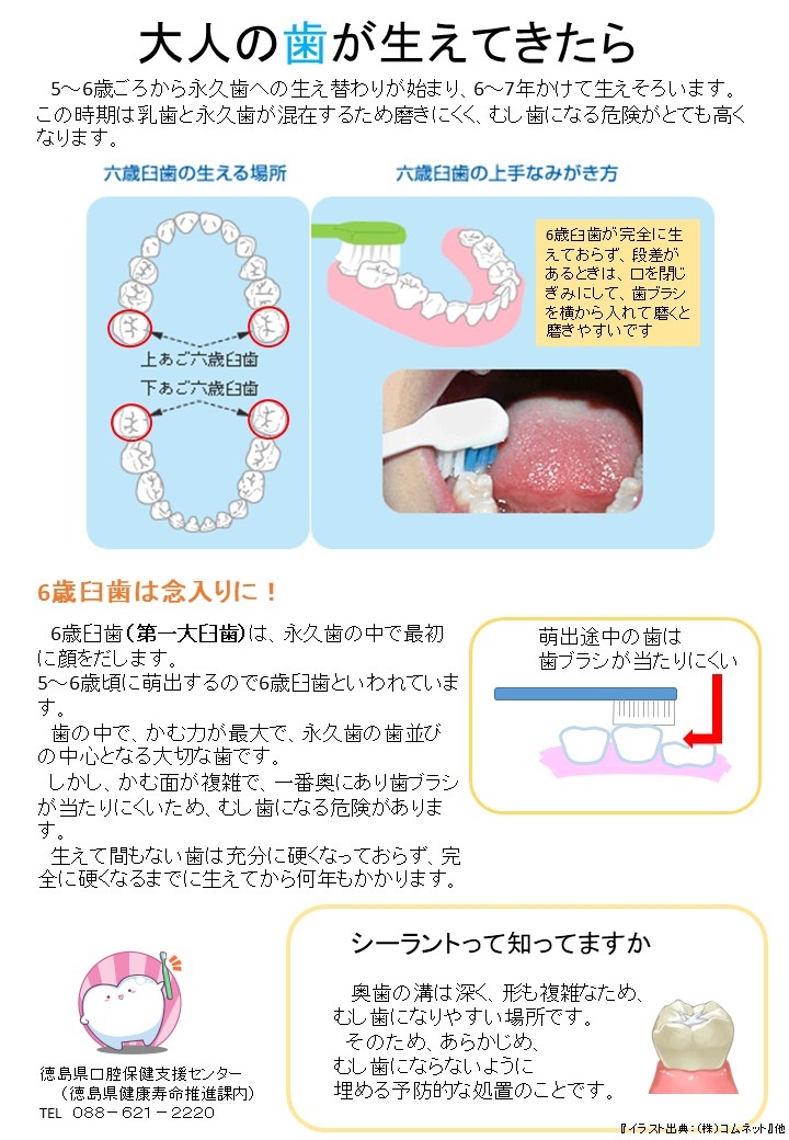 大人の歯が生えてきたら
