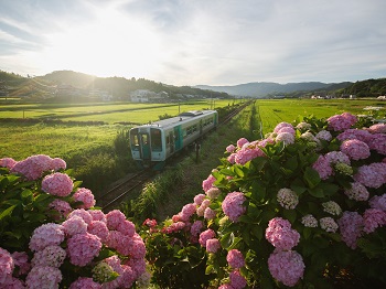 紫陽花と汽車