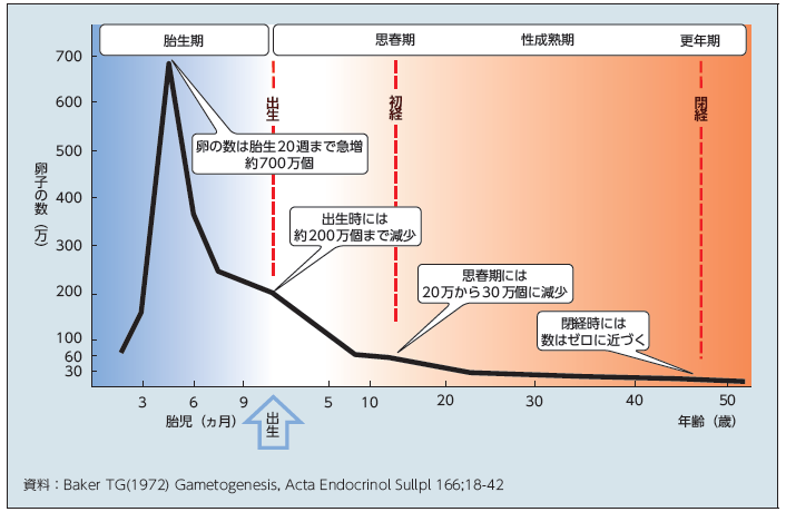 資料：Baker TG(1972) Gametogenesis, Acta Endocrinol Sullpl 166；18-42