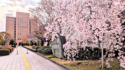 新規採用職員辞令交付式の写真2