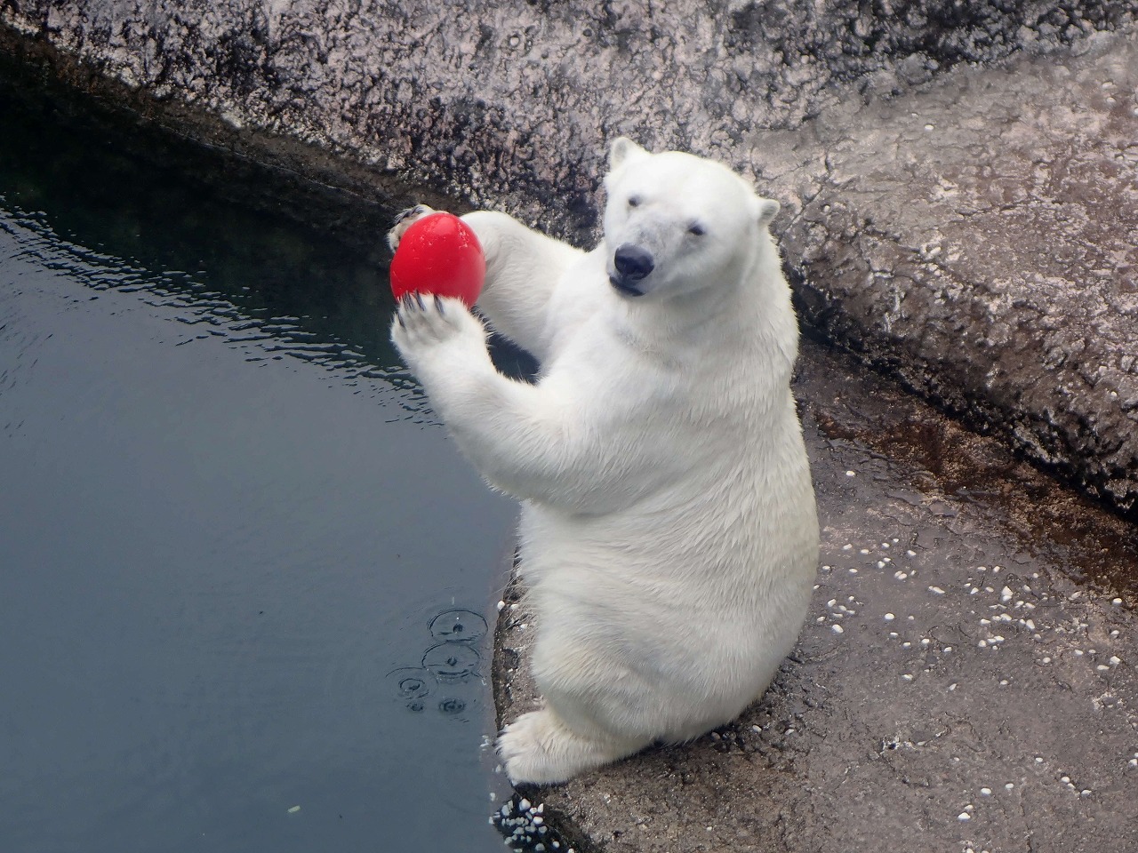 ホッキョクグマポロロがボールを持っている様子