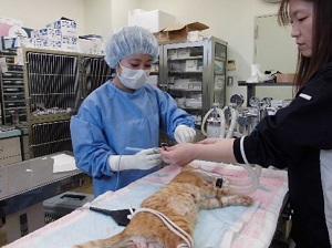 動物愛護