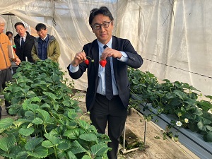 視察：水の丸苺生産組合の写真